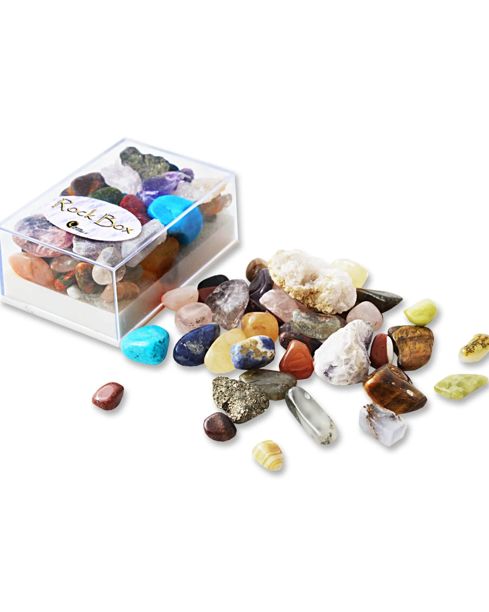 British Fossils Rock Box New