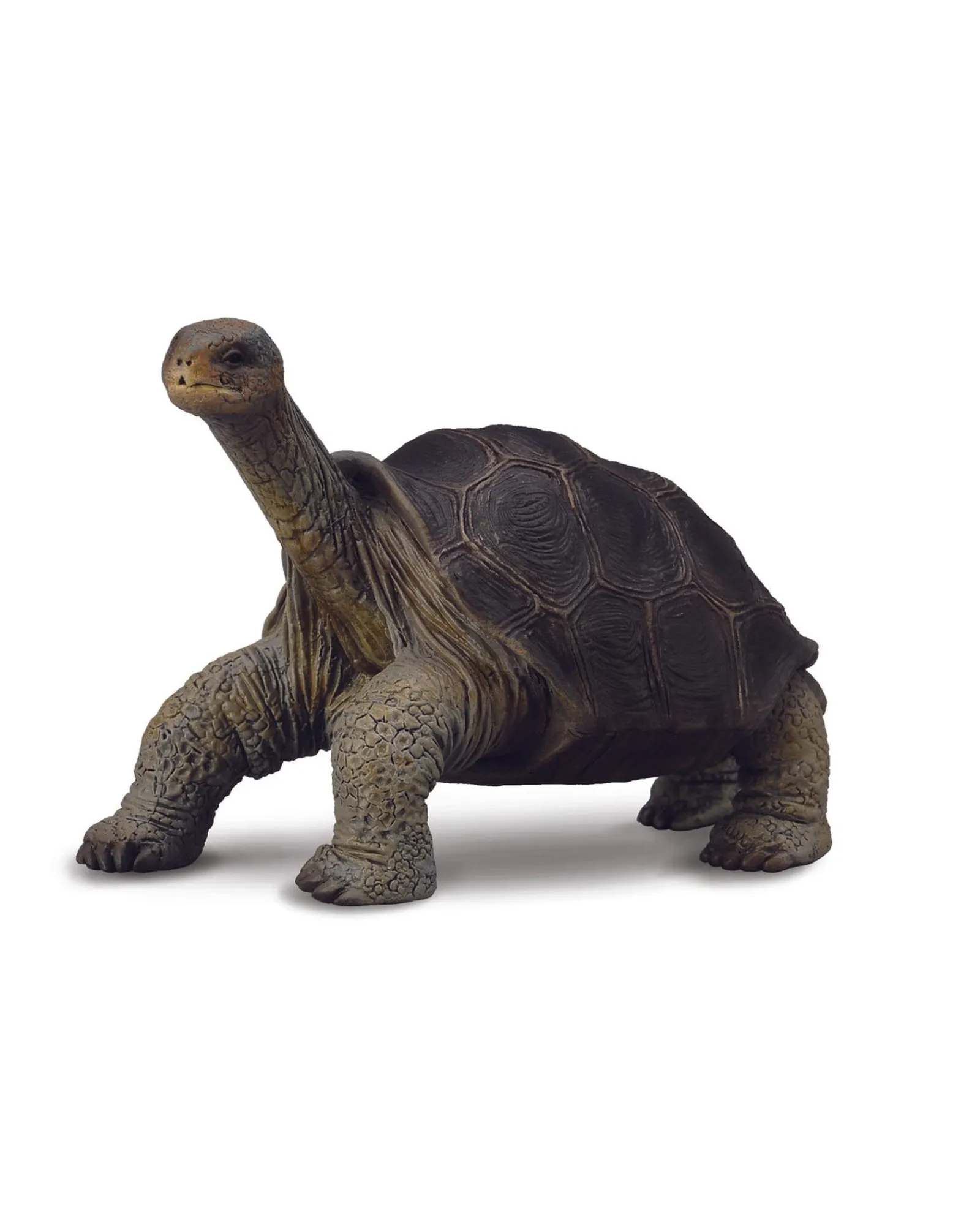 Collecta M Tortoise Pinta Island Sale