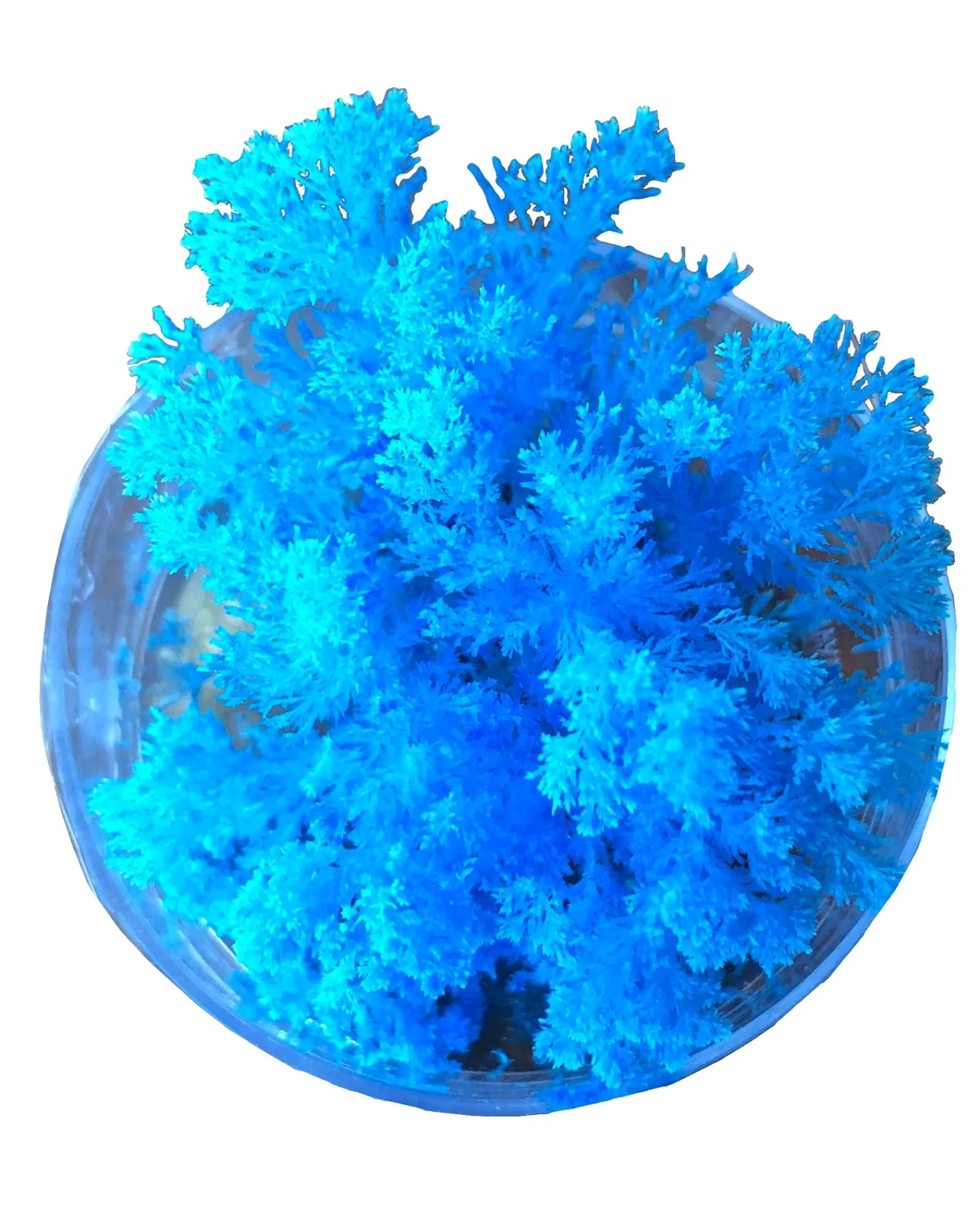 Science And Nature Coral Reef Magic Rock Fashion