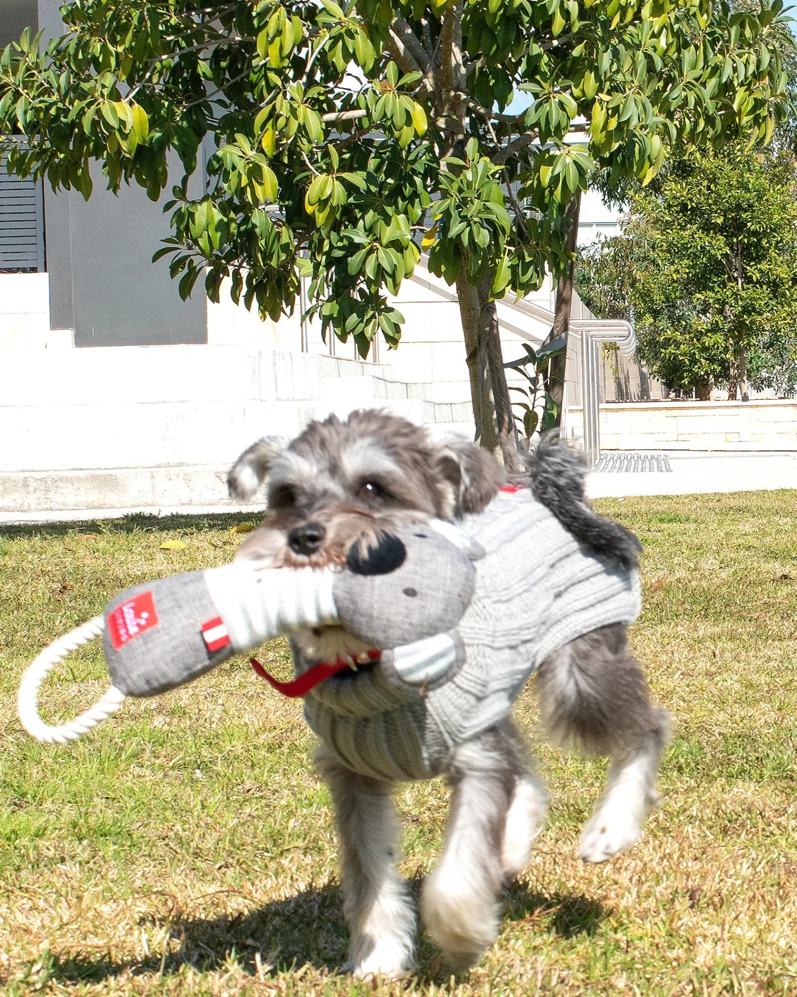 Louie Living Kester The Koala Flash Sale