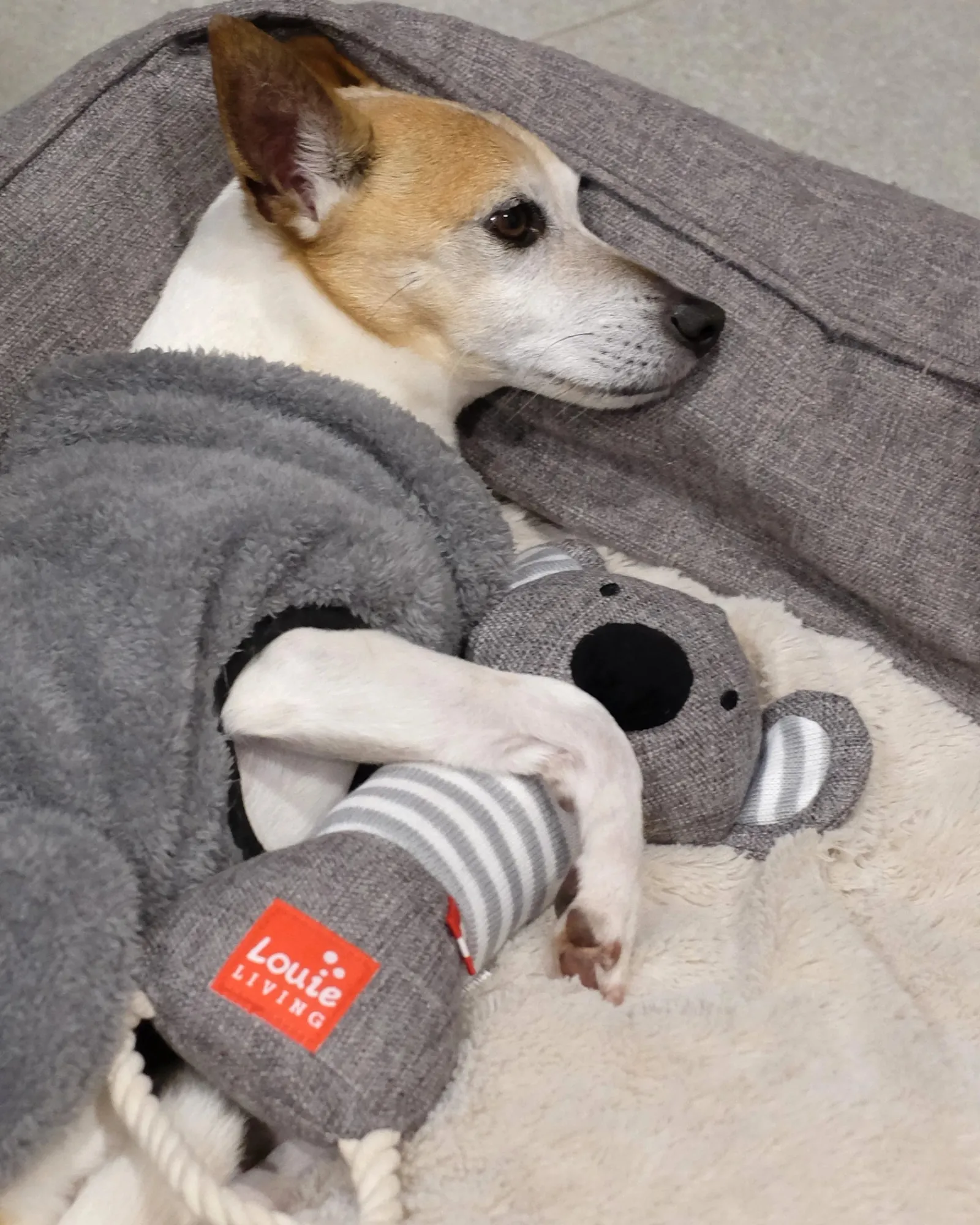 Louie Living Kester The Koala Flash Sale