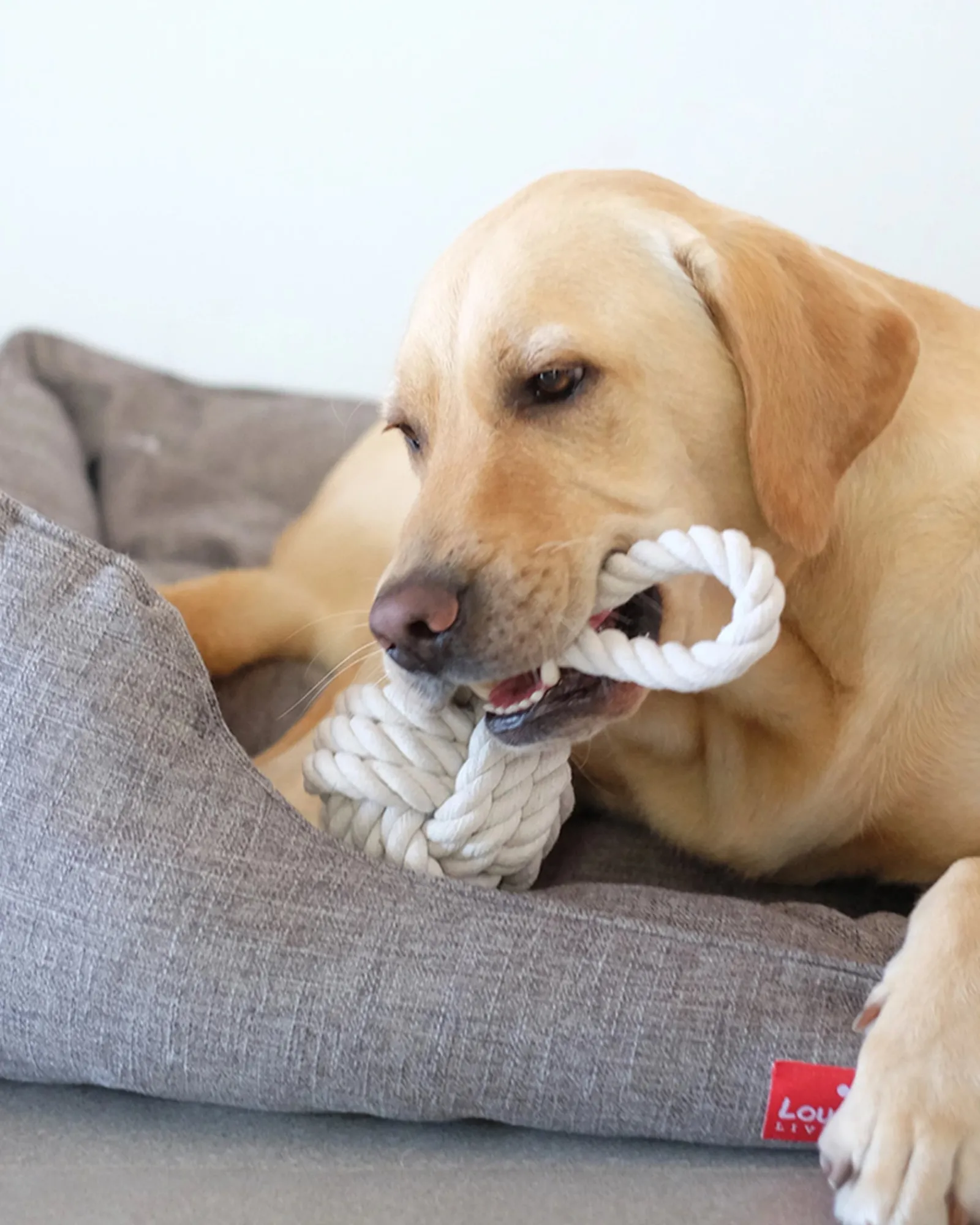 Louie Living Tug Rope Medium Clearance