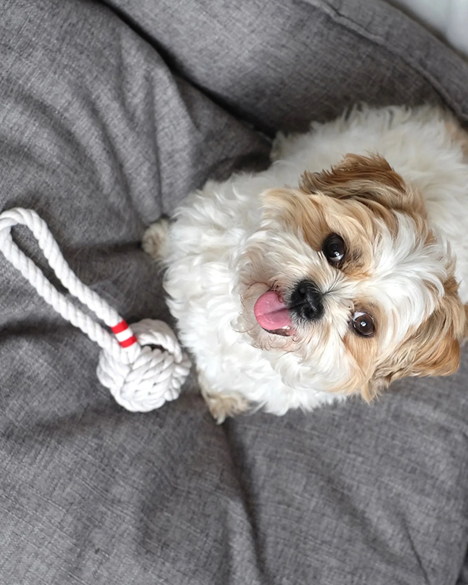 Louie Living Tug Rope Small Store