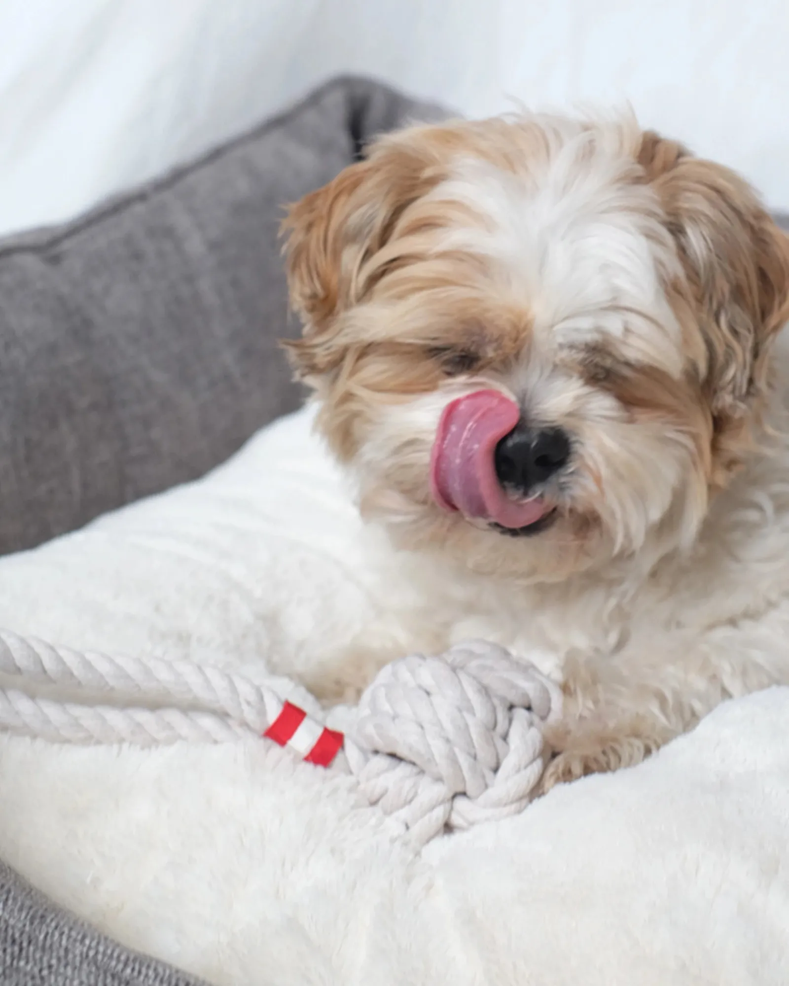 Louie Living Tug Rope Small Store