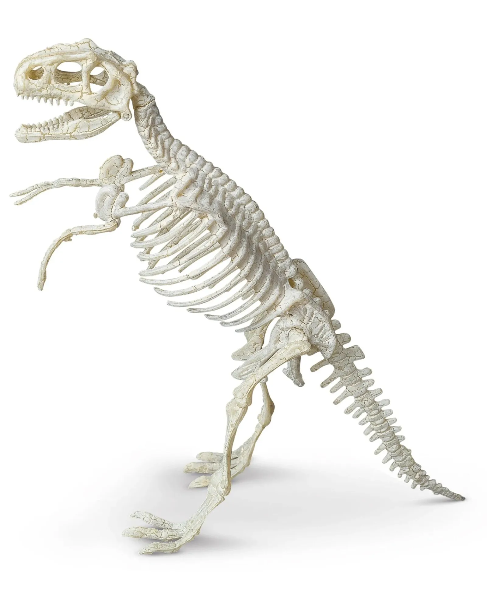WonderStuff Trex Palaeontology Kit Shop