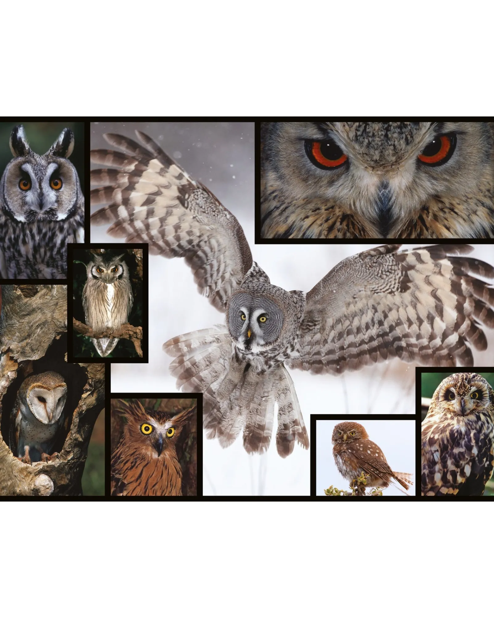 WWF 1000Pc Puzzle Owls Shop